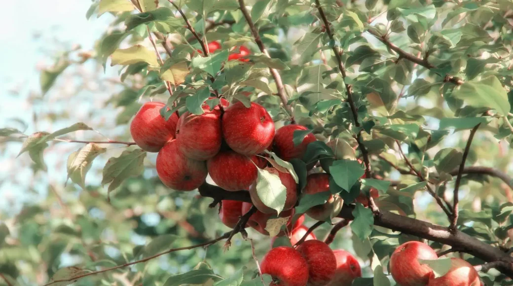 A necessidade de dar fruto